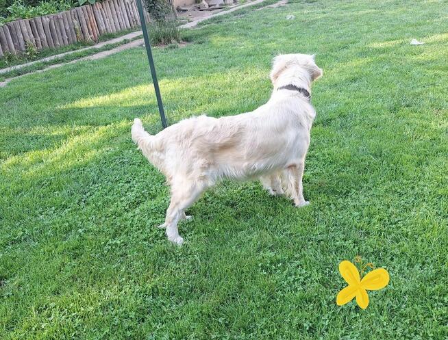 Szczeniak / piesek Golden Retriever Związek Kynologiczny FCI