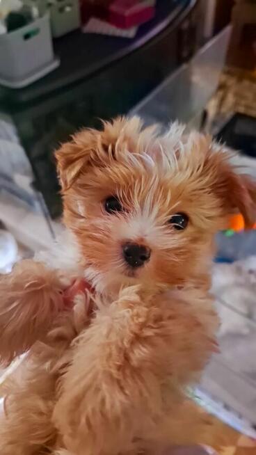 Yorkshire terrier xs