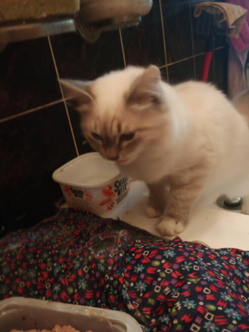 Kocięta Ragdoll Rumia