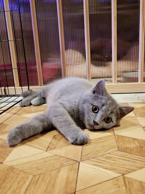 Kot Brytyjski Kocur Szkocki