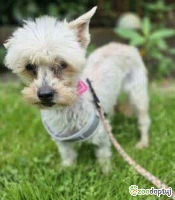 SUZI - 4 kg kruszynka szuka super domu