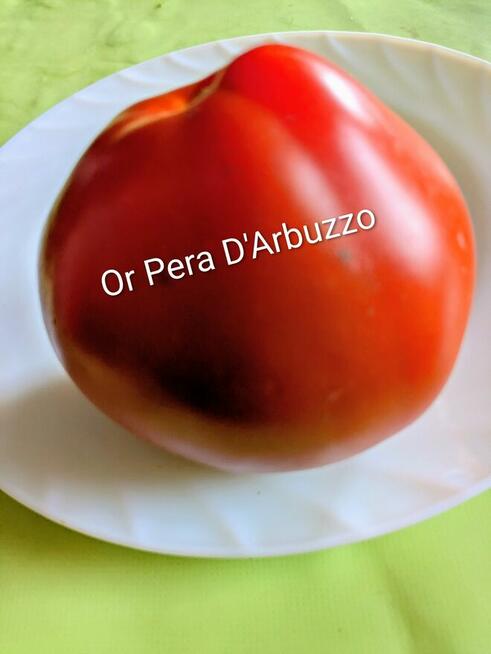 Rosyjski pomidor naj. na Świecie Silver Fire Tree nasiona