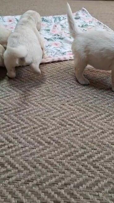 Szczeniak / piesek Golden Retriever Związek Kynologiczny FCI