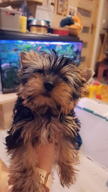 Yorkshire terrier xxs