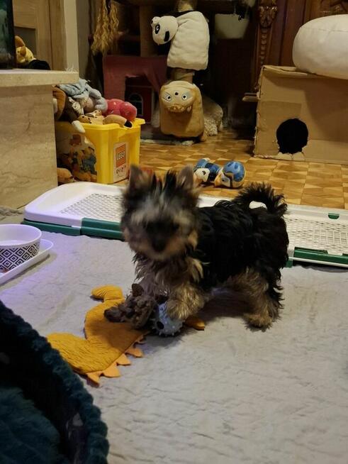 Yorkshire terrier xxs