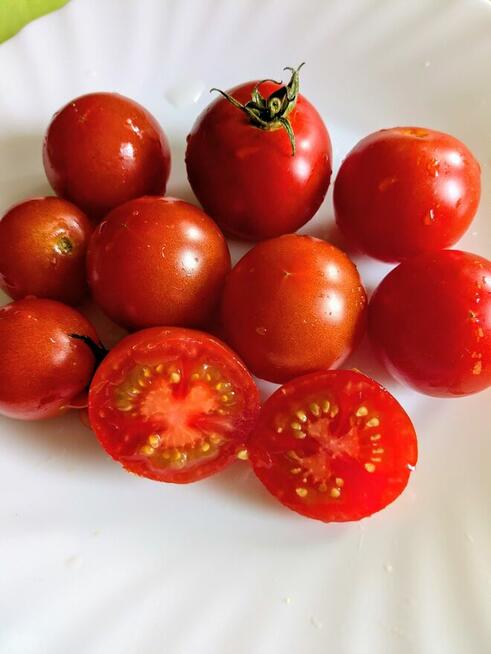 Sasha Ałtaj pomidor najlepszy na świecie ranking odporny n