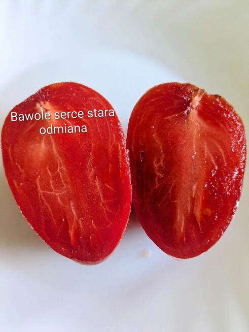 Rosyjski pomidor naj. na Świecie Silver Fire Tree nasiona