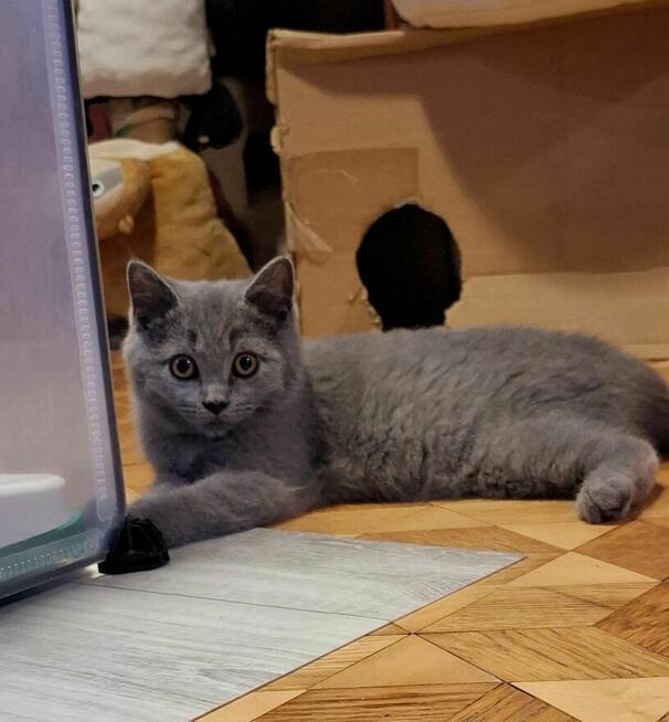 Kot Brytyjski Kocur Szkocki