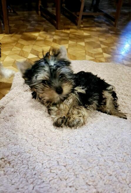 Yorkshire terrier xxs