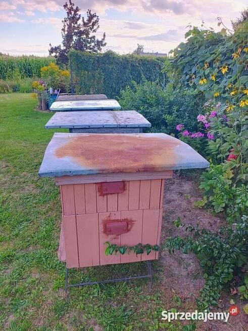 Ule wielkopolskie 12 ramkowe z pełną nadstawką