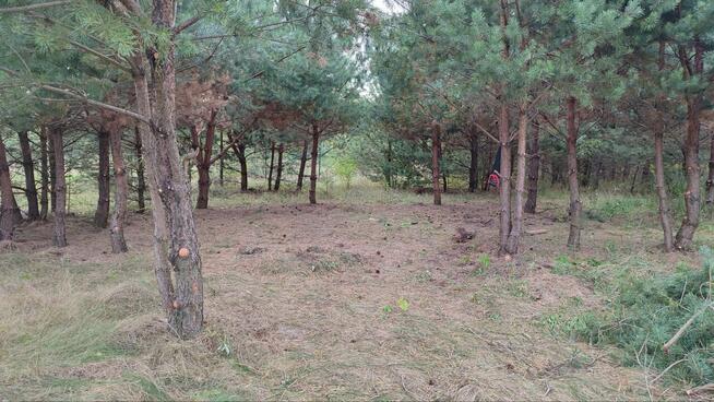 Do wynajęcia piękna, częściowo zalesiona działka rekreacyjna