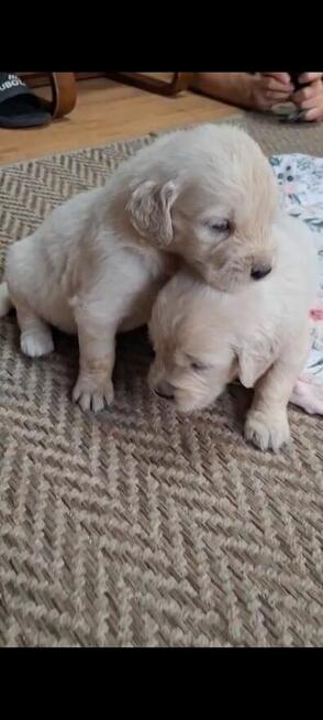 Szczeniak / piesek Golden Retriever Związek Kynologiczny FCI