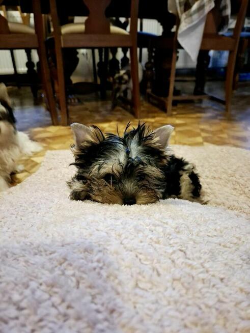 Yorkshire terrier xxs