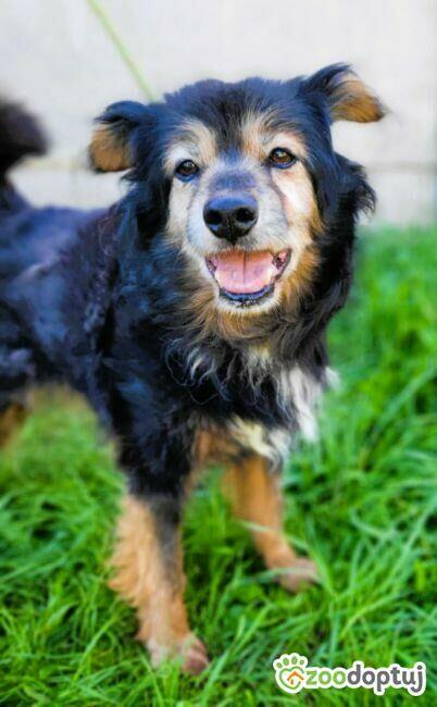 DZIADZIO - 12 lat na łańcuchu, teraz schronisko, ADOPTUJ!