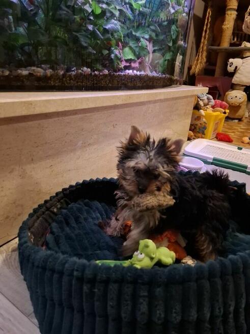 Yorkshire terrier xxs