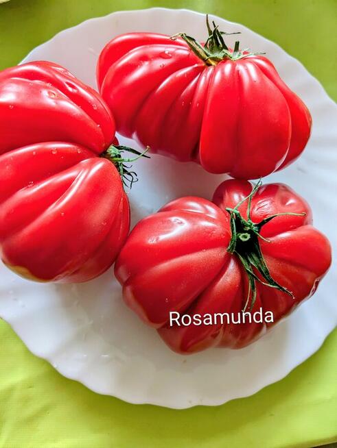 Rosyjski pomidor naj. na Świecie Silver Fire Tree nasiona