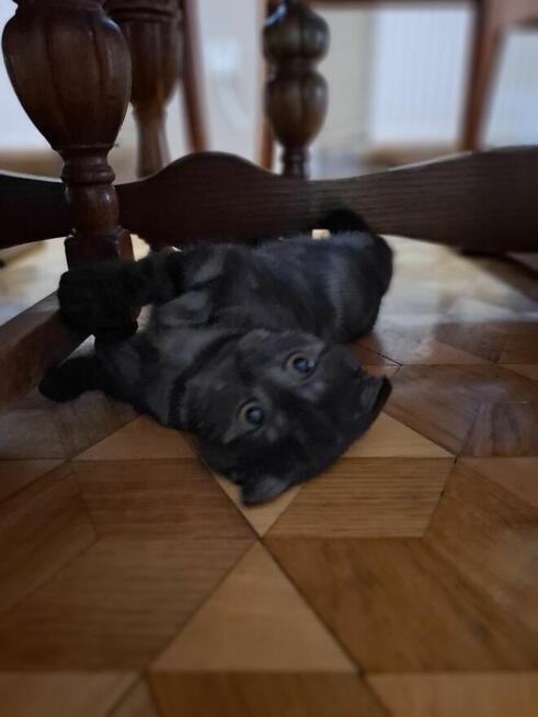 Kot Brytyski kotek Szkocki