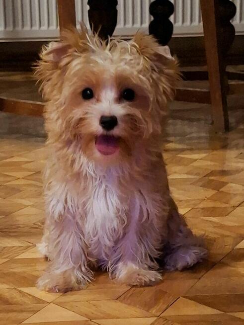 Yorkshire terrier xs