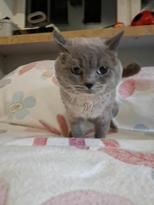 Kot Brytyjski kocur Szkocki