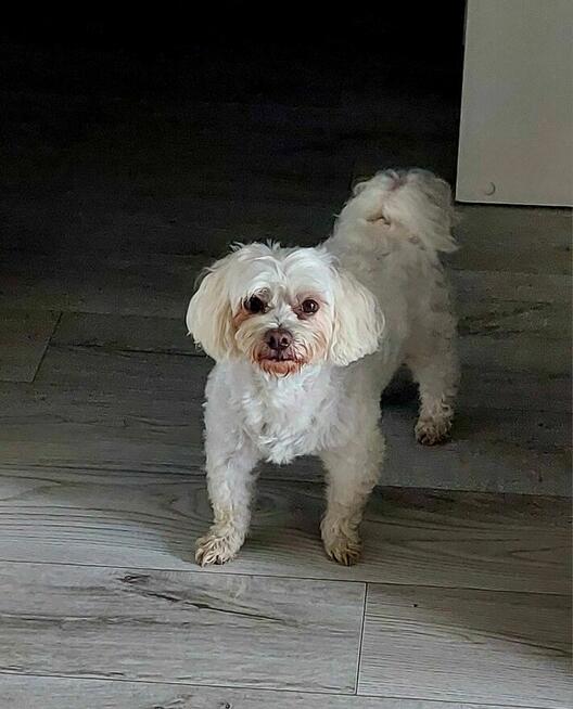 Maltańczyk 9 letni szuka dobrego domu