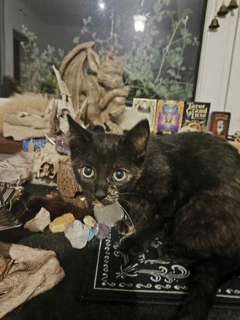 WIEDŹMA SAMIRA: Tarot, wróżby, rytuały, numerologia, wróżka