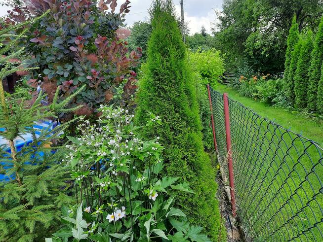 Sprzedam działkę ROD