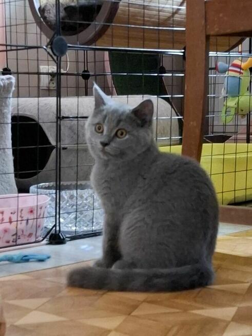 Kot Brytyjski Kocur Szkocki