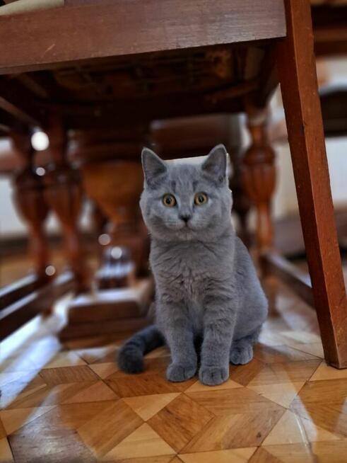 Kot Brytyjski Kocur Szkocki