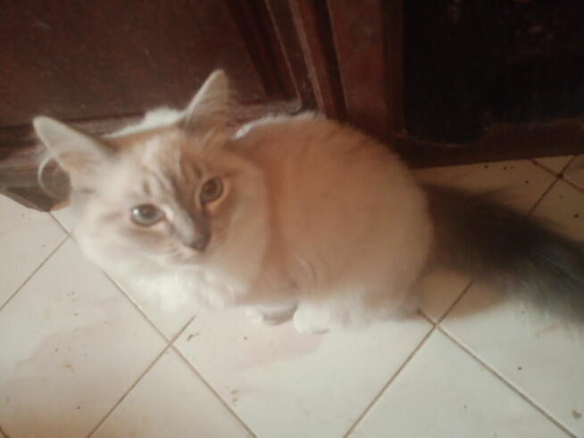Kocięta Ragdoll Rumia