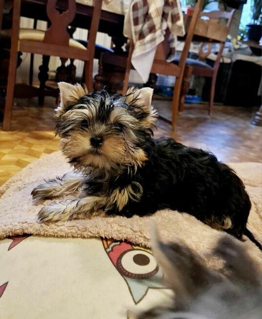 Yorkshire terrier xxs