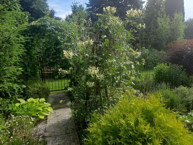 Sprzedam działkę ROD