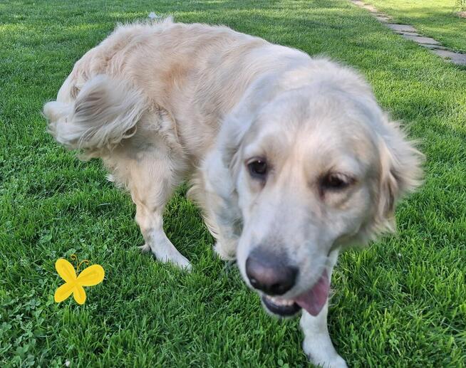 Szczeniak / piesek Golden Retriever Związek Kynologiczny FCI