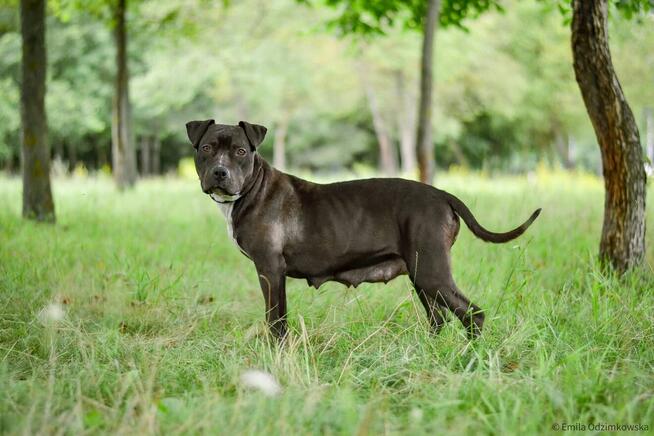 Puma-suczka w typie amstaffa - dom znający specyfikę rasy