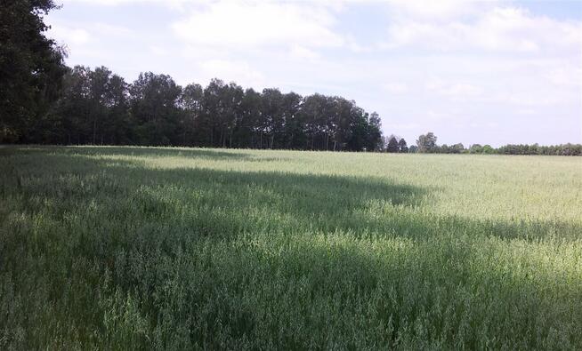 Działka budowlana Pszczyna