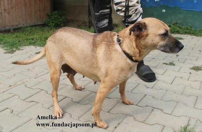 Amelka, przylepka jakich mało