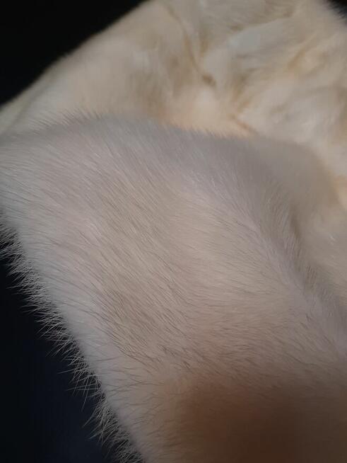 Saga Mink- etola z białych norek