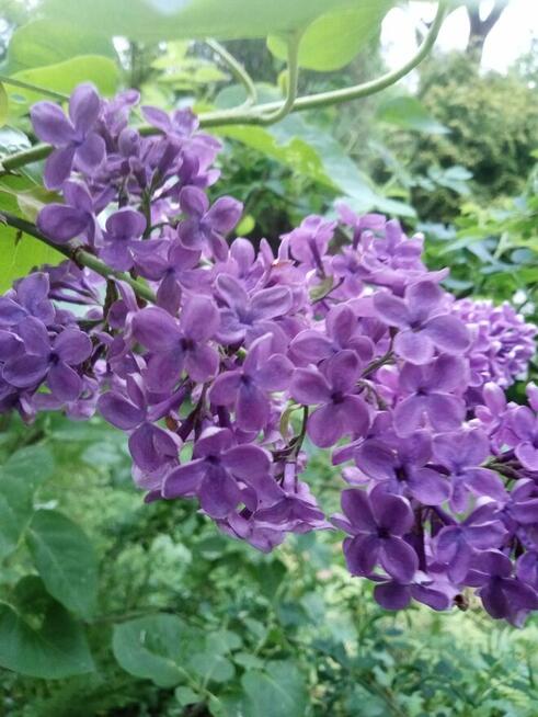 Ogrody. Projektowanie i aranżacje.