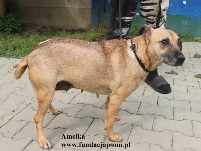 Amelka, przylepka jakich mało