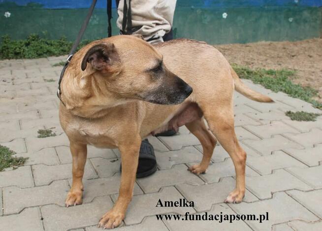 Amelka, przylepka jakich mało