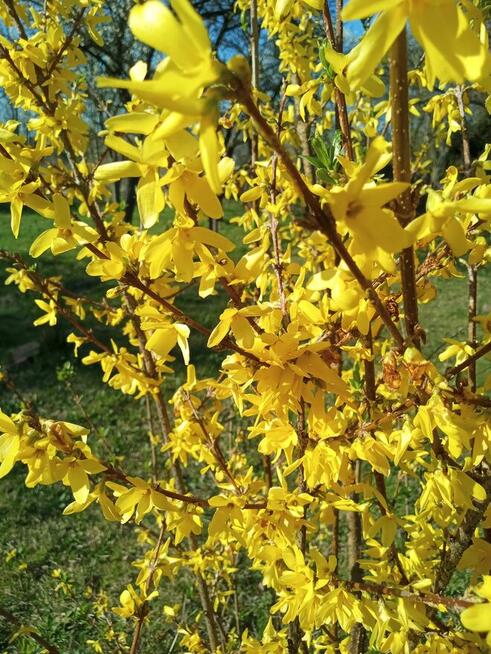 Ogrody. Projektowanie i aranżacje.