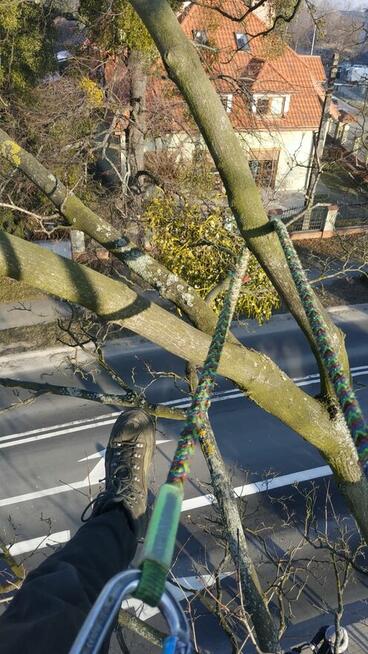 Wycinka i pielęgnacja drzew