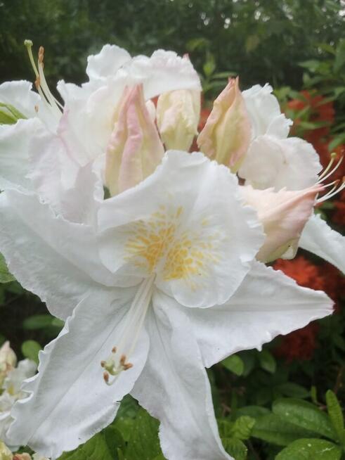 Ogrody. Projektowanie i aranżacje.