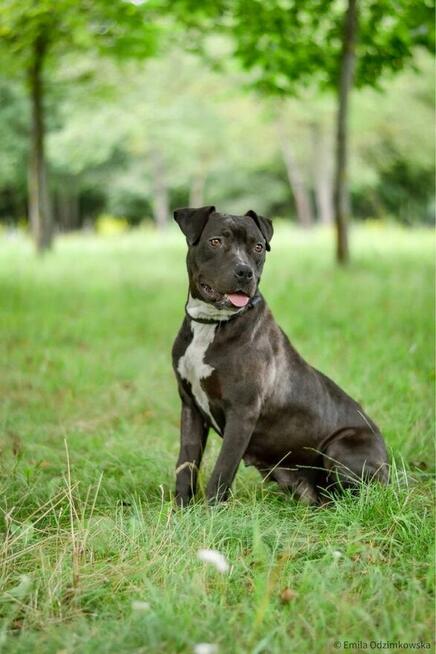 Puma-suczka w typie amstaffa - dom znający specyfikę rasy