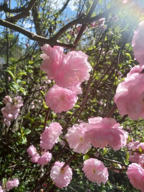 Ogrody. Projektowanie i aranżacje.