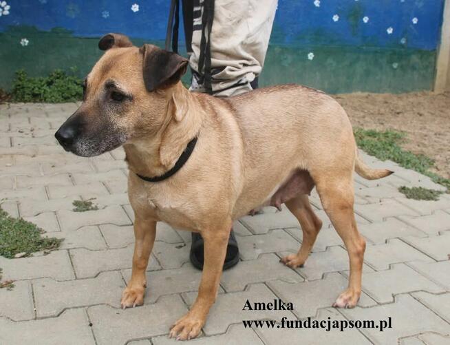 Amelka, przylepka jakich mało