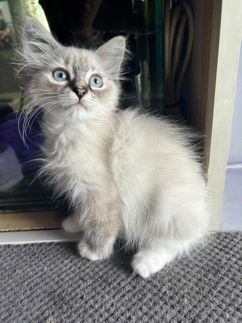 Kocurek Neva Masquerade /gotowy do odbioru