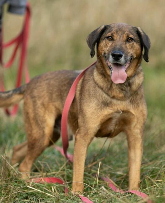 BODZIO - niezwykły, kochany psiak, którego nikt nie chce...