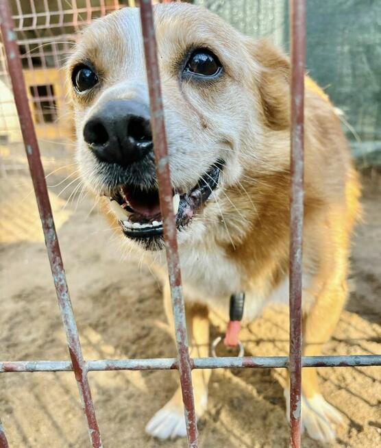 Igorek - pogodny i towarzyski zapalony spacerowicz