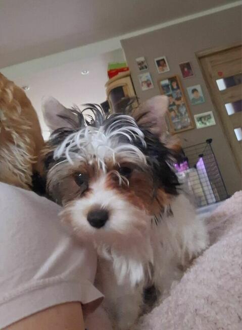 Yorkshire terrier xs