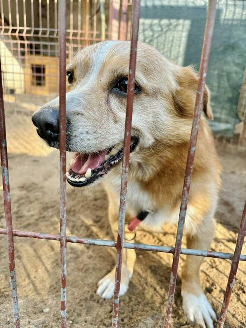 Igorek - pogodny i towarzyski zapalony spacerowicz